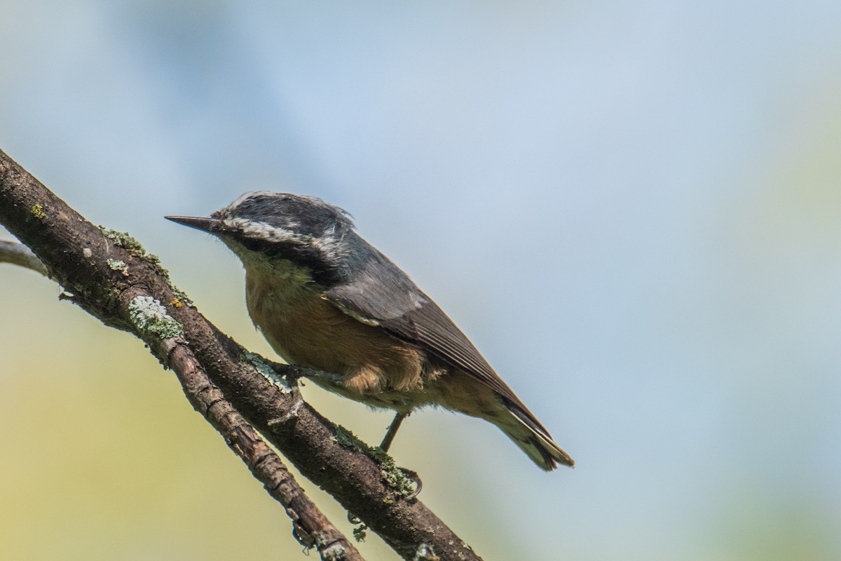 Red-breasted Nuthatch - ML641917826