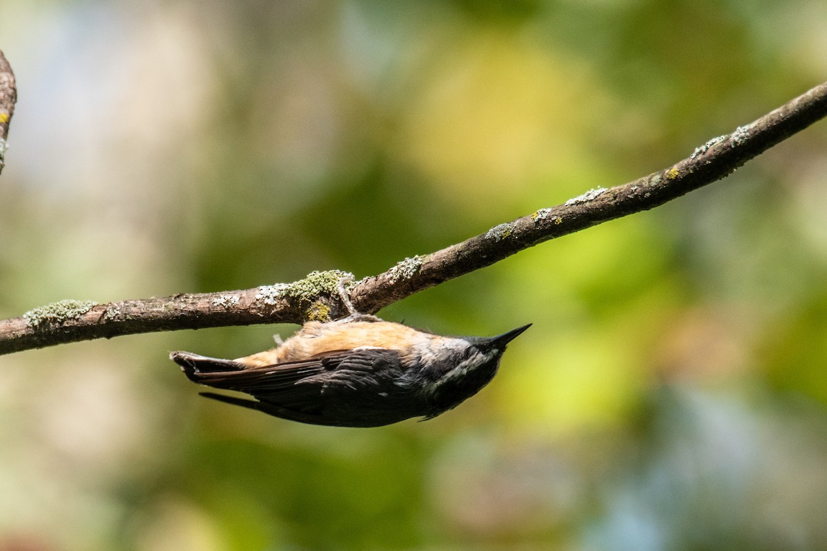 Red-breasted Nuthatch - ML641917828