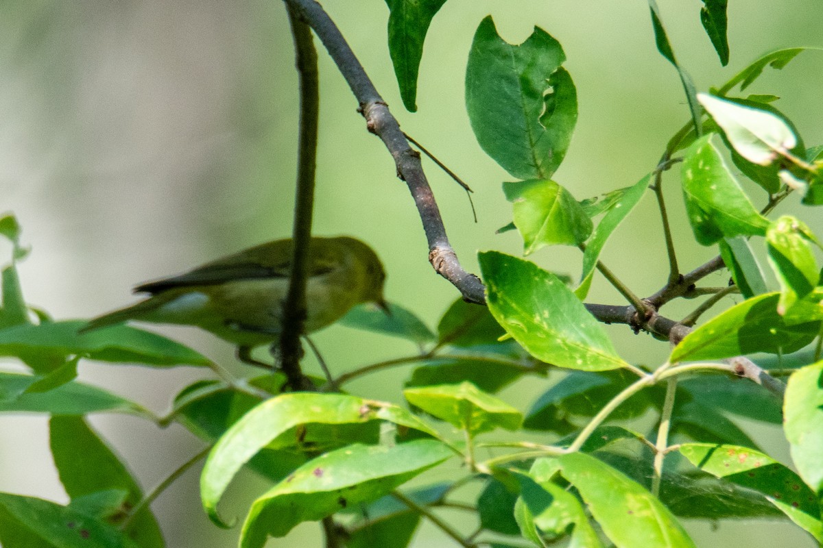 Tennessee Warbler - ML641917829