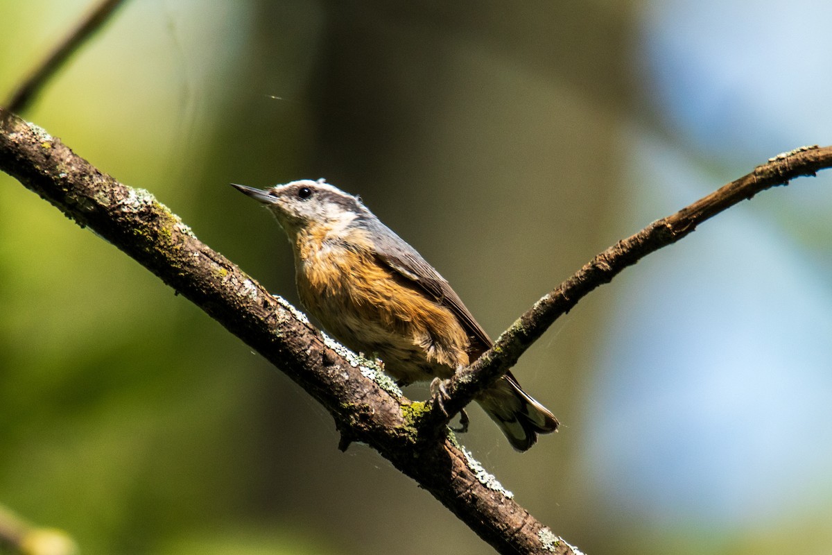 Red-breasted Nuthatch - ML641917830