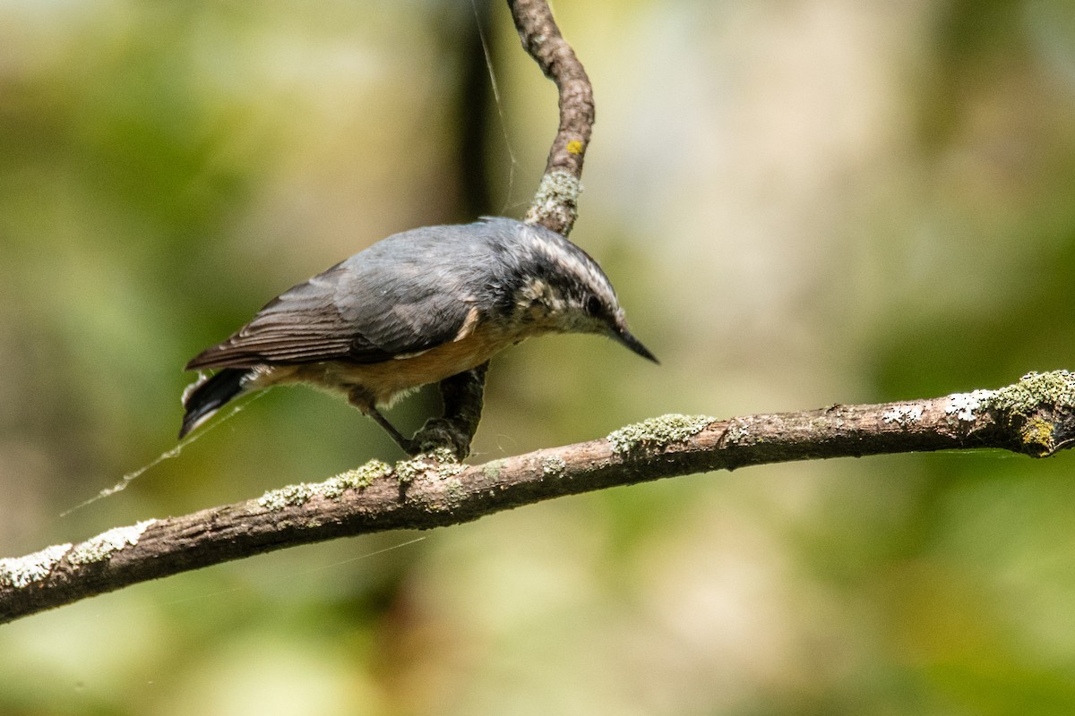 Red-breasted Nuthatch - ML641917831