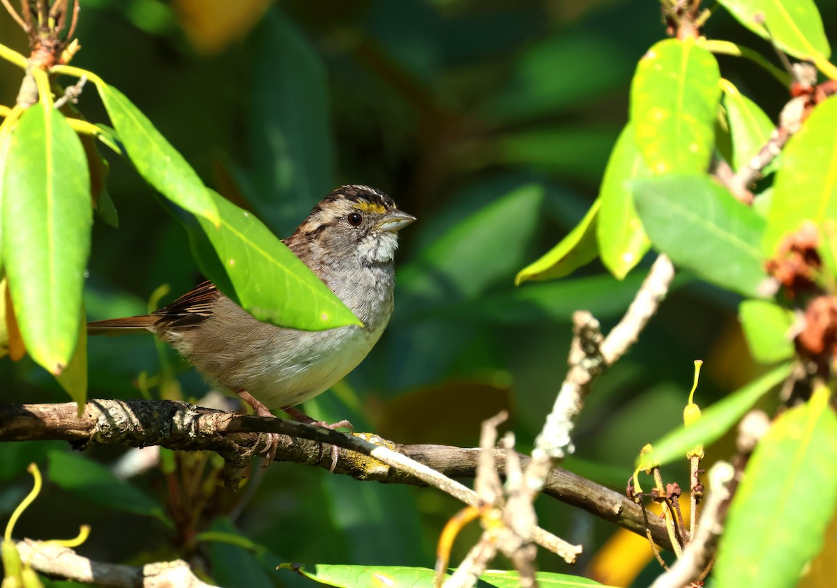 Weißkehlammer - ML641917879