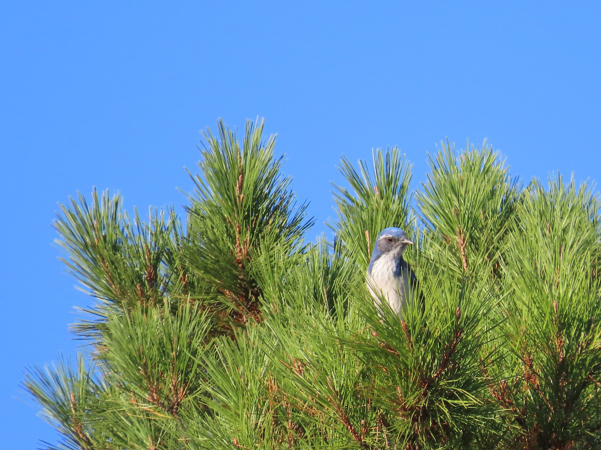 California Scrub-Jay - ML641917887