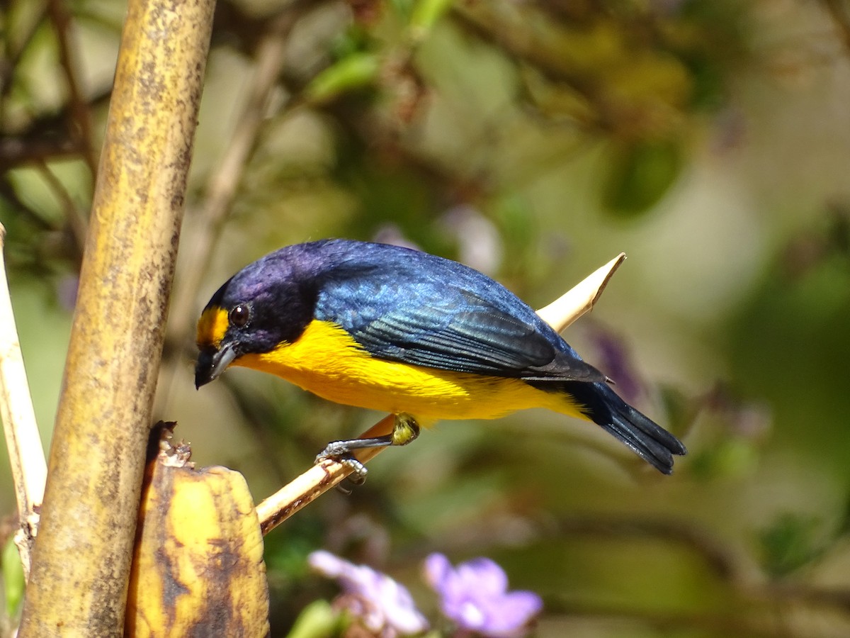 Violaceous Euphonia - ML641917905