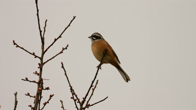 Meadow Bunting - ML641917939