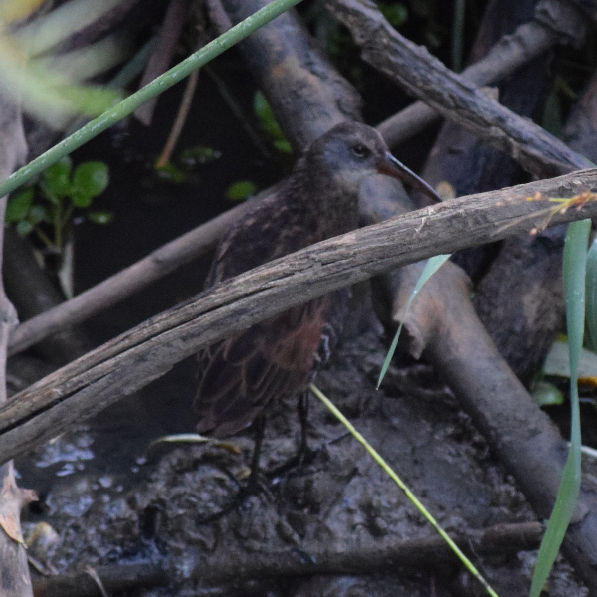 Virginia Rail - ML641917942