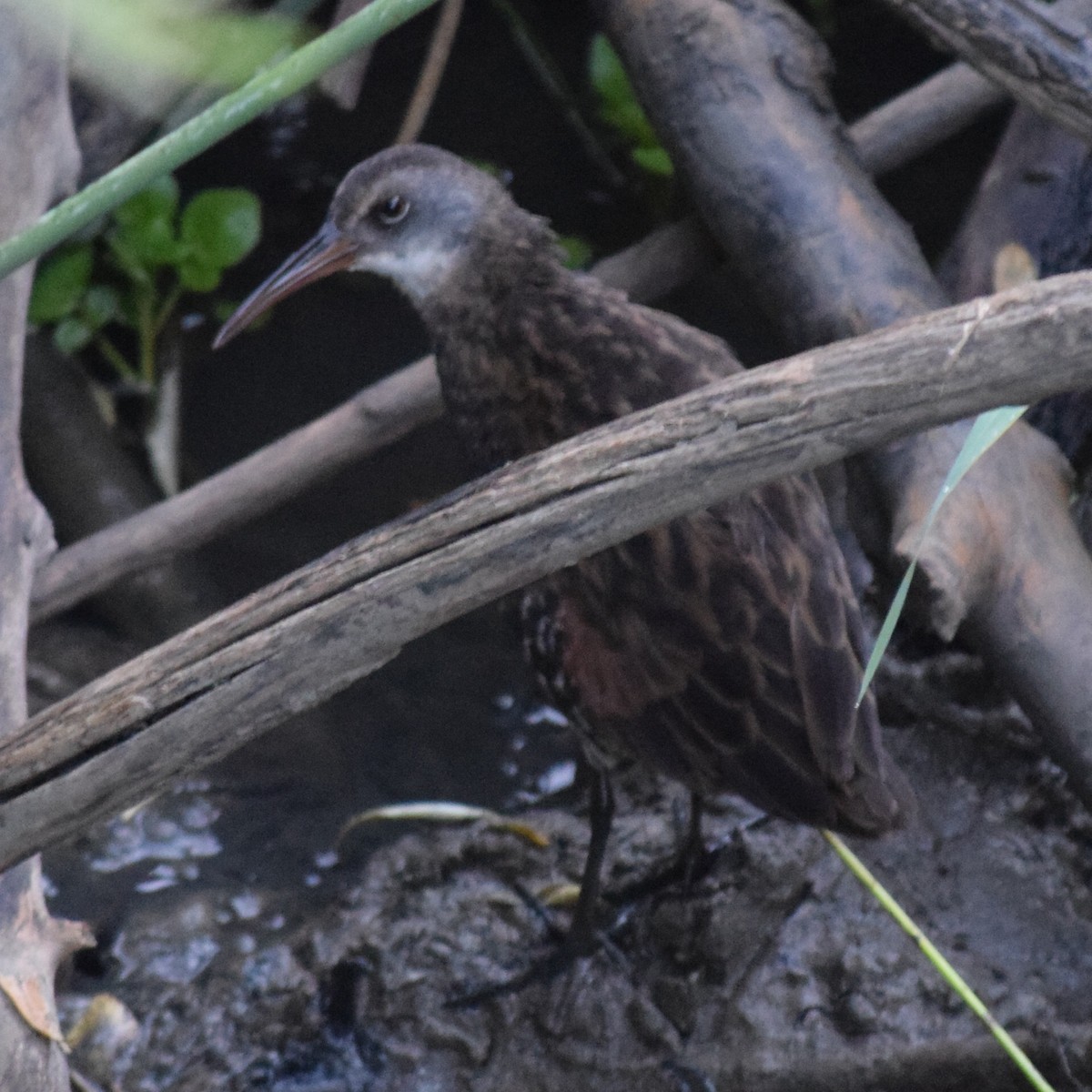 Virginia Rail - ML641917943