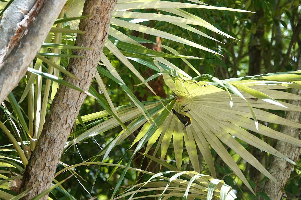 Bananaquit (Greater Antillean) - ML641917947