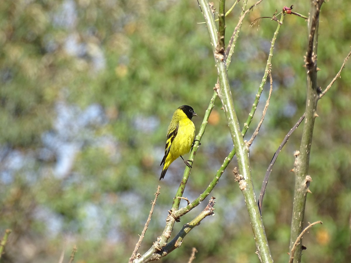 Hooded Siskin - ML641917950