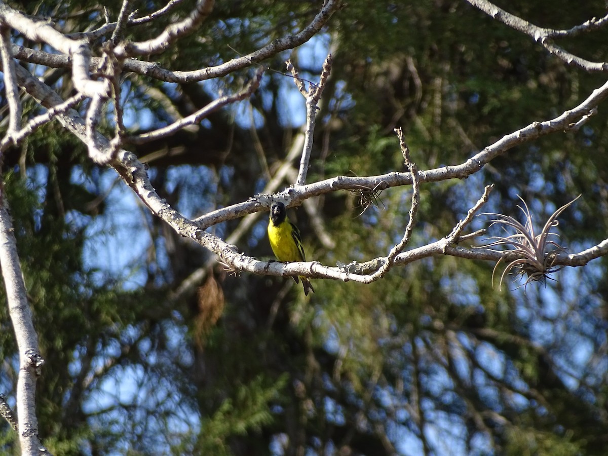 Hooded Siskin - ML641917951
