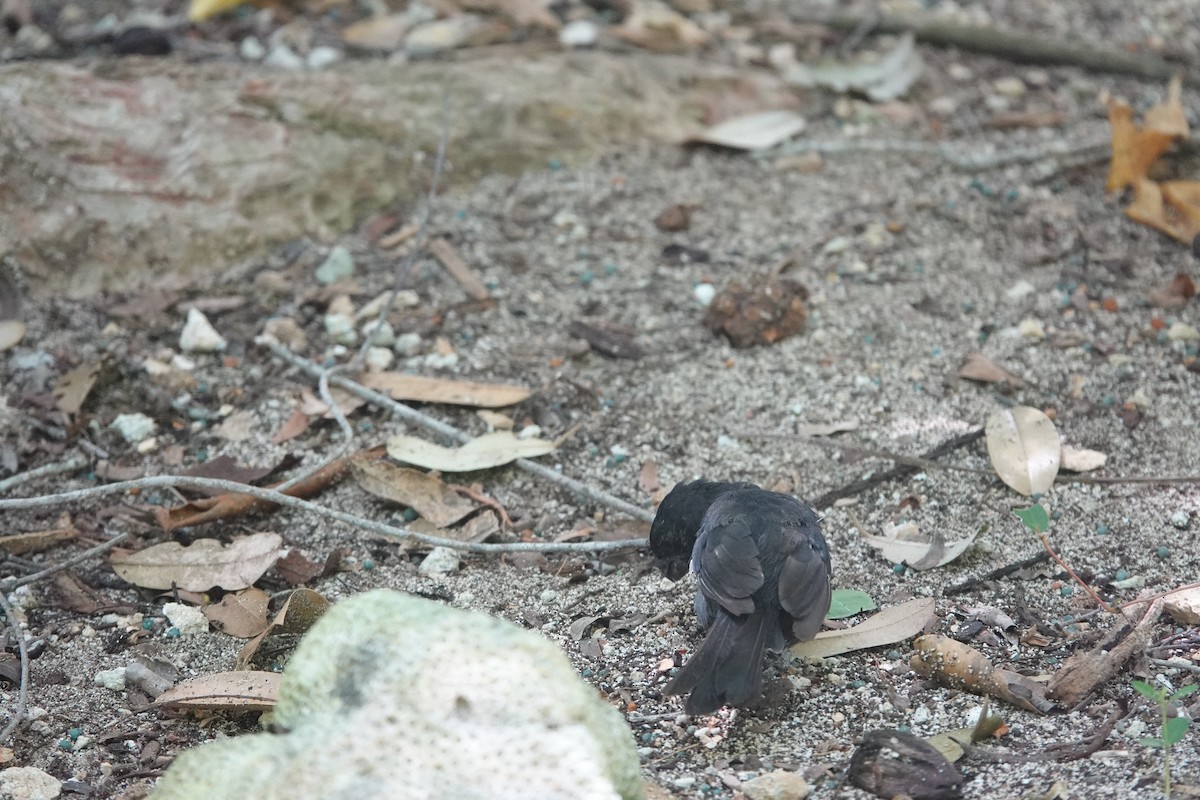 Grand Cayman Bullfinch - ML641917969