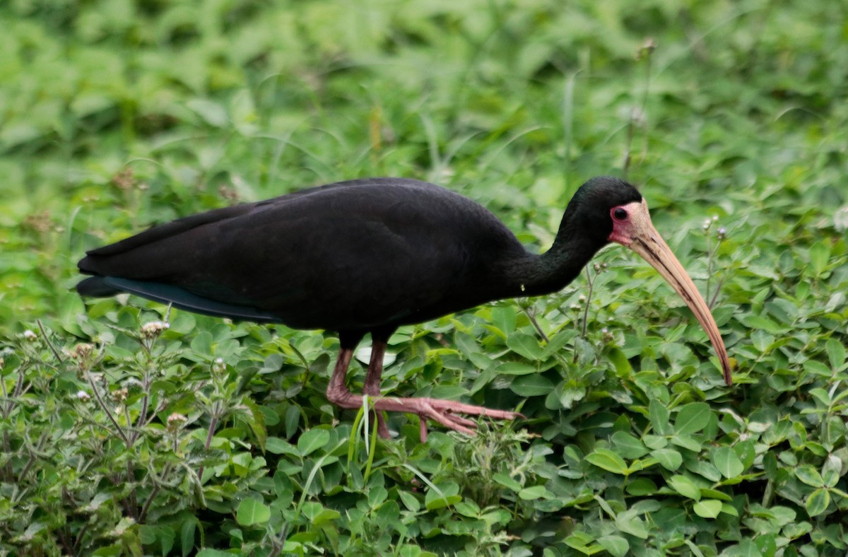 Bare-faced Ibis - ML641917981