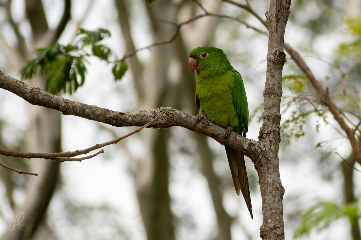 Aratinga Ojiblanca - ML641917982