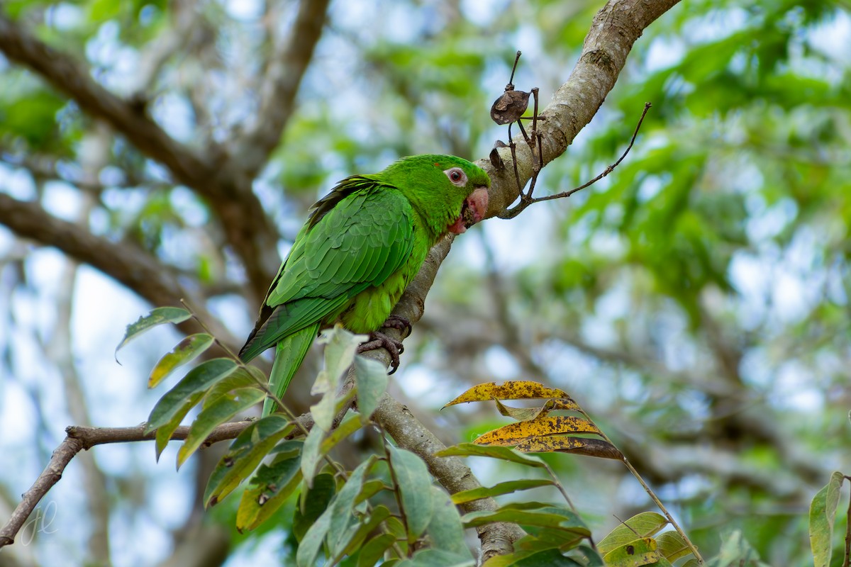 Aratinga Ojiblanca - ML641917983