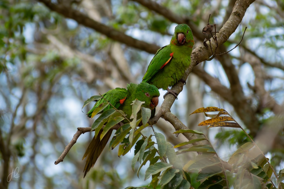 Aratinga Ojiblanca - ML641917985