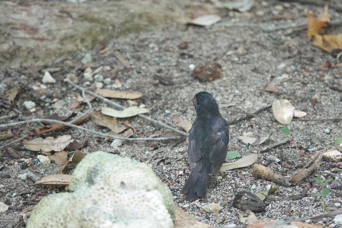 Grand Cayman Bullfinch - ML641917987