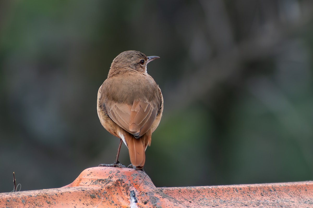 Rufous Hornero - ML641917994