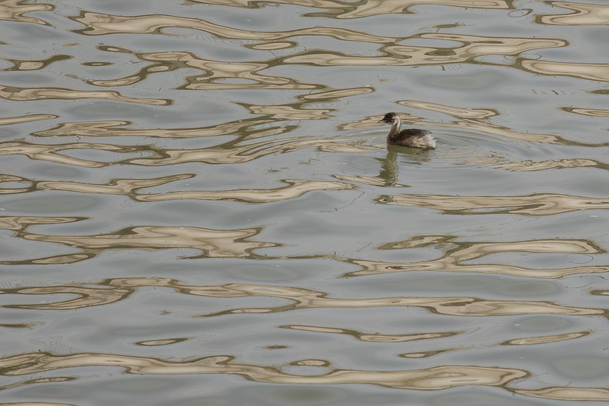 Little Grebe - ML641918000