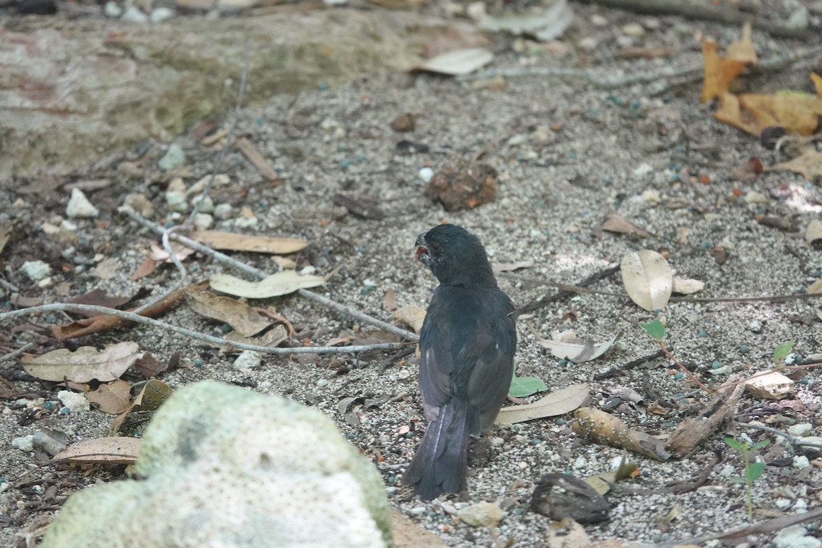 Grand Cayman Bullfinch - ML641918003