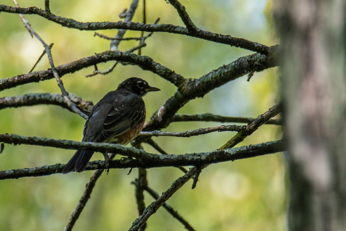 American Robin - ML641918005