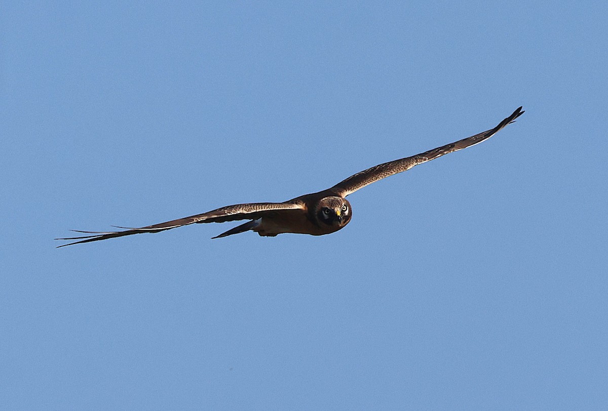 Pallid Harrier - ML641918015