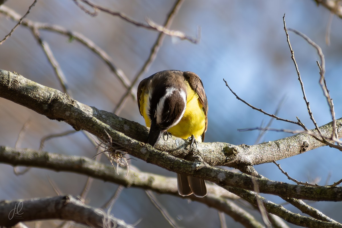 båtnebbtyrann - ML641918023