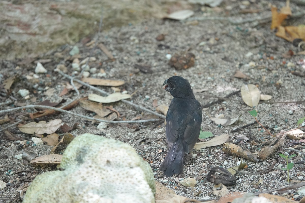 Grand Cayman Bullfinch - ML641918027