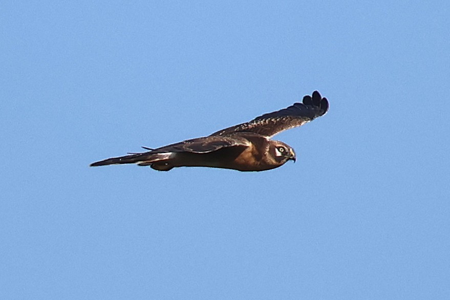 Pallid Harrier - ML641918043