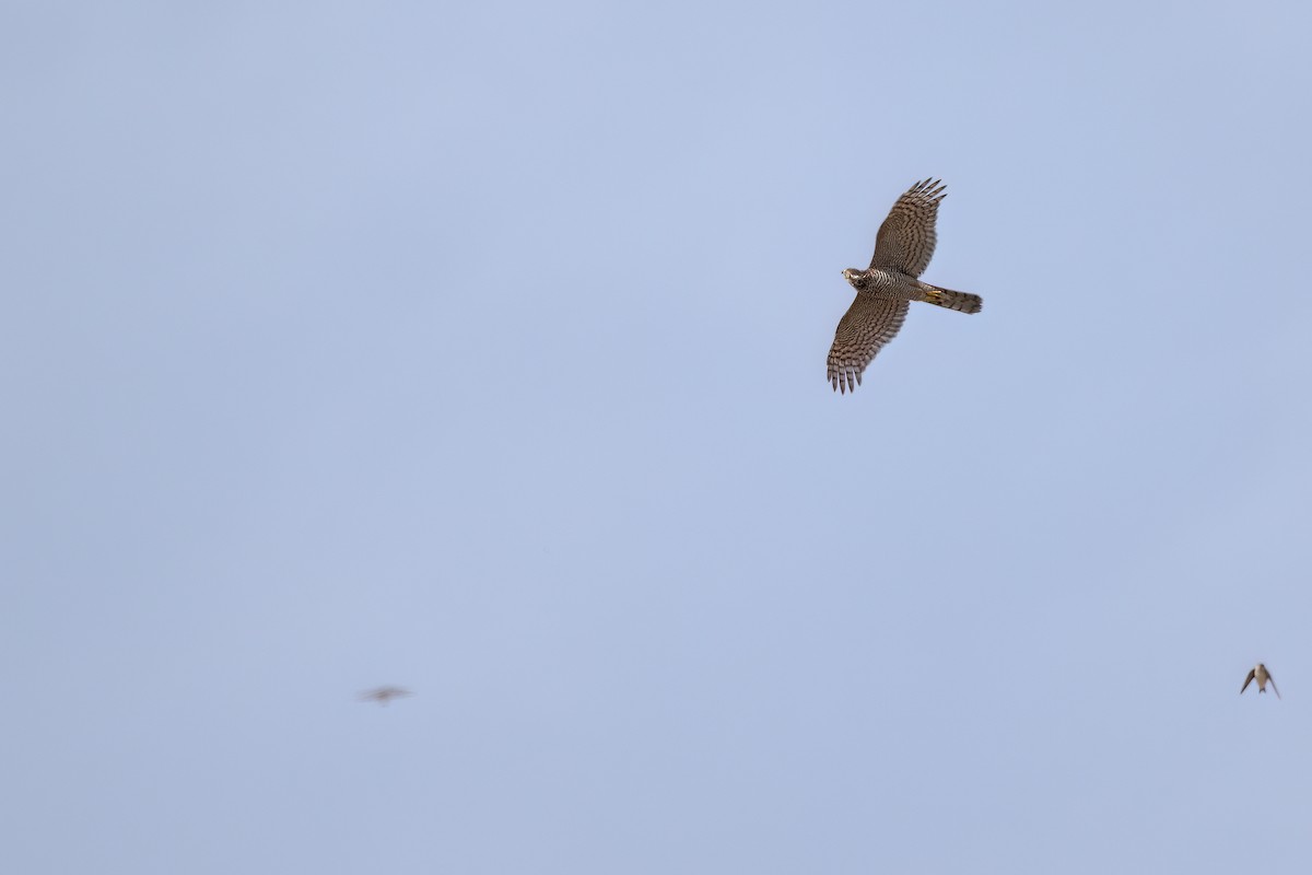 Eurasian Sparrowhawk - ML641918047