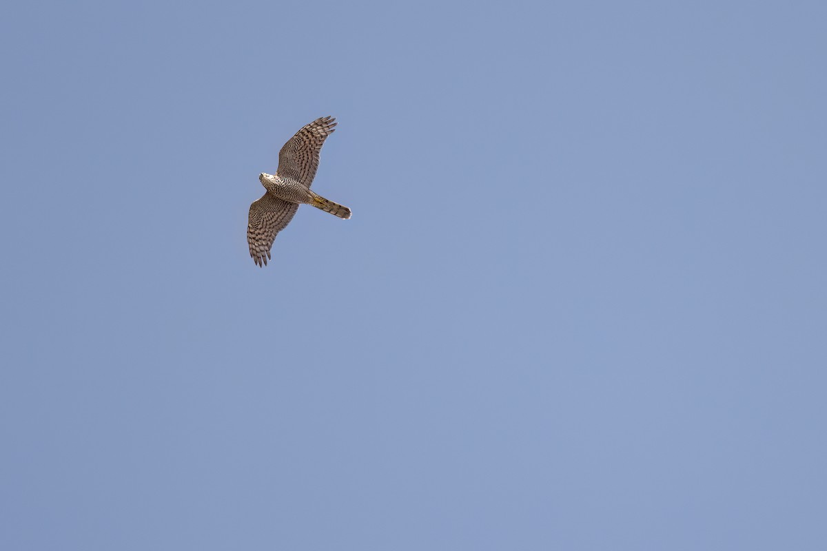 Eurasian Sparrowhawk - ML641918049