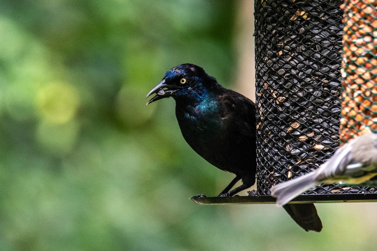 Common Grackle - ML641918051
