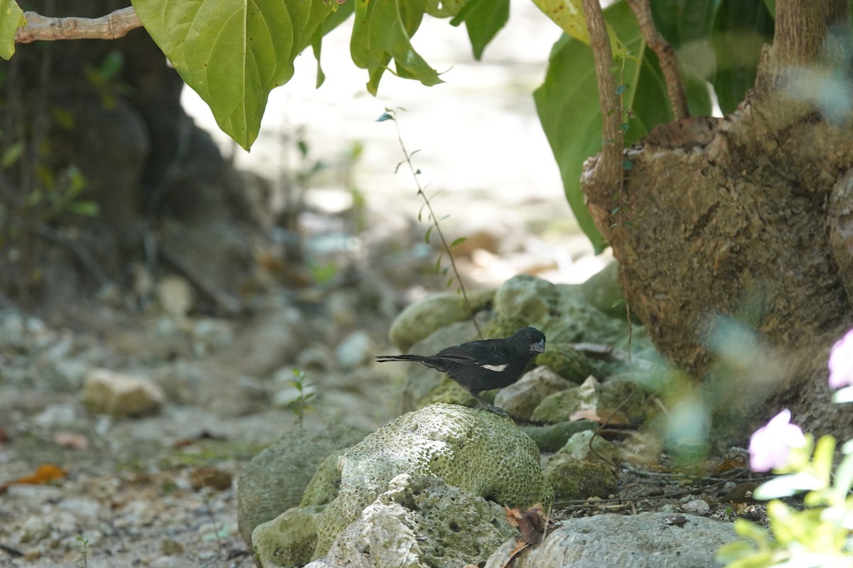 Grand Cayman Bullfinch - ML641918055