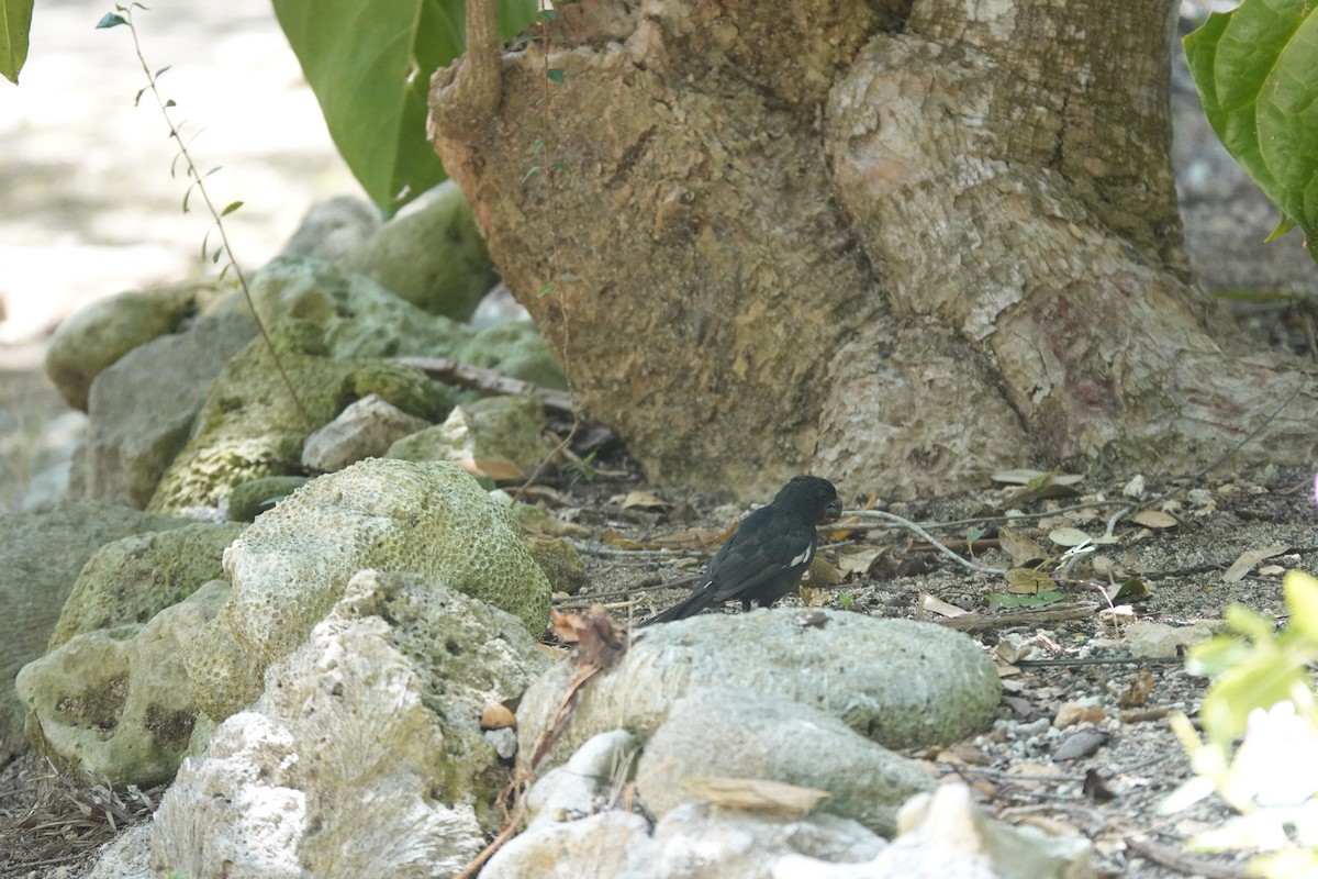 Grand Cayman Bullfinch - ML641918067
