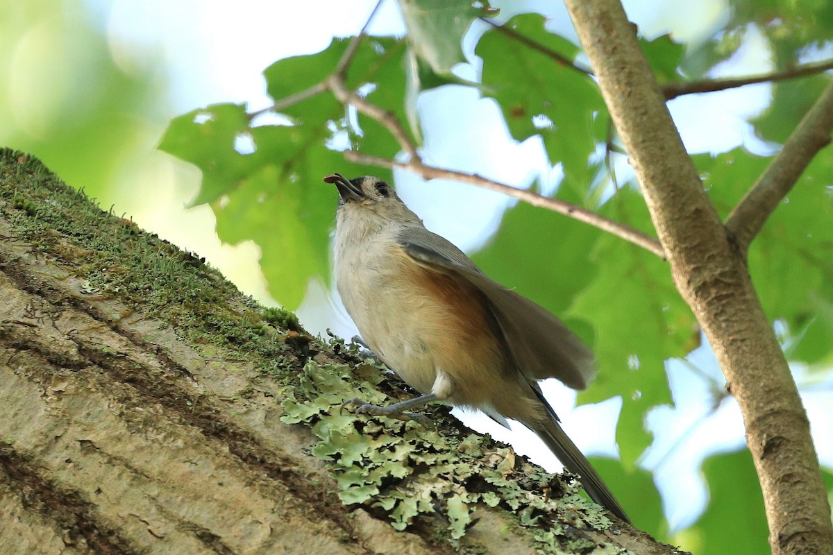 Tufted Titmouse - ML641918079