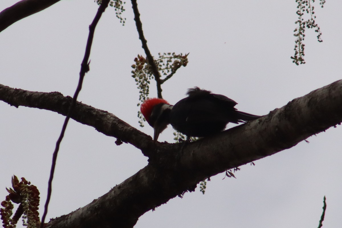 Black-bodied Woodpecker - ML641918099