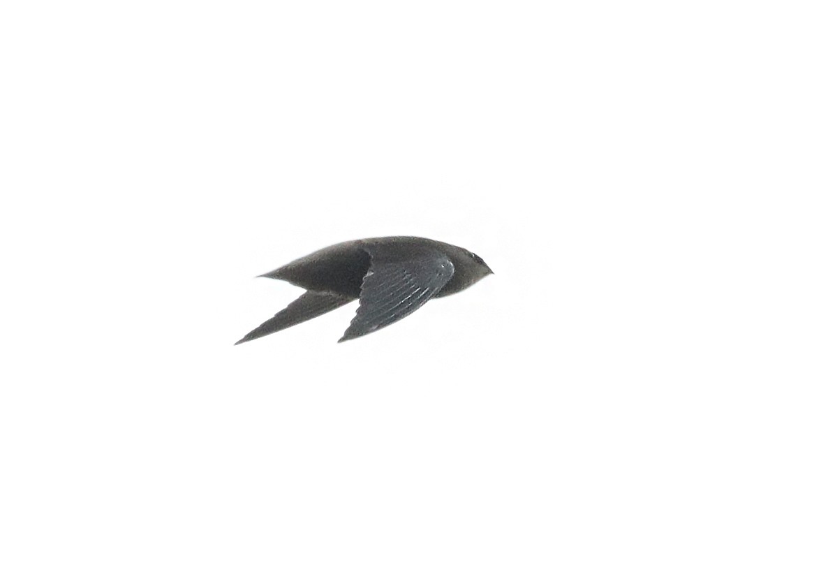 Gray-rumped Swift - ML641918103