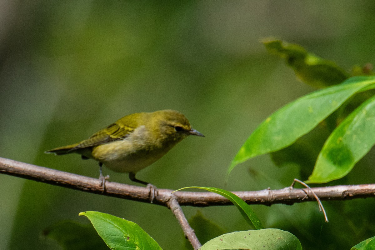 Tennessee Warbler - ML641918114