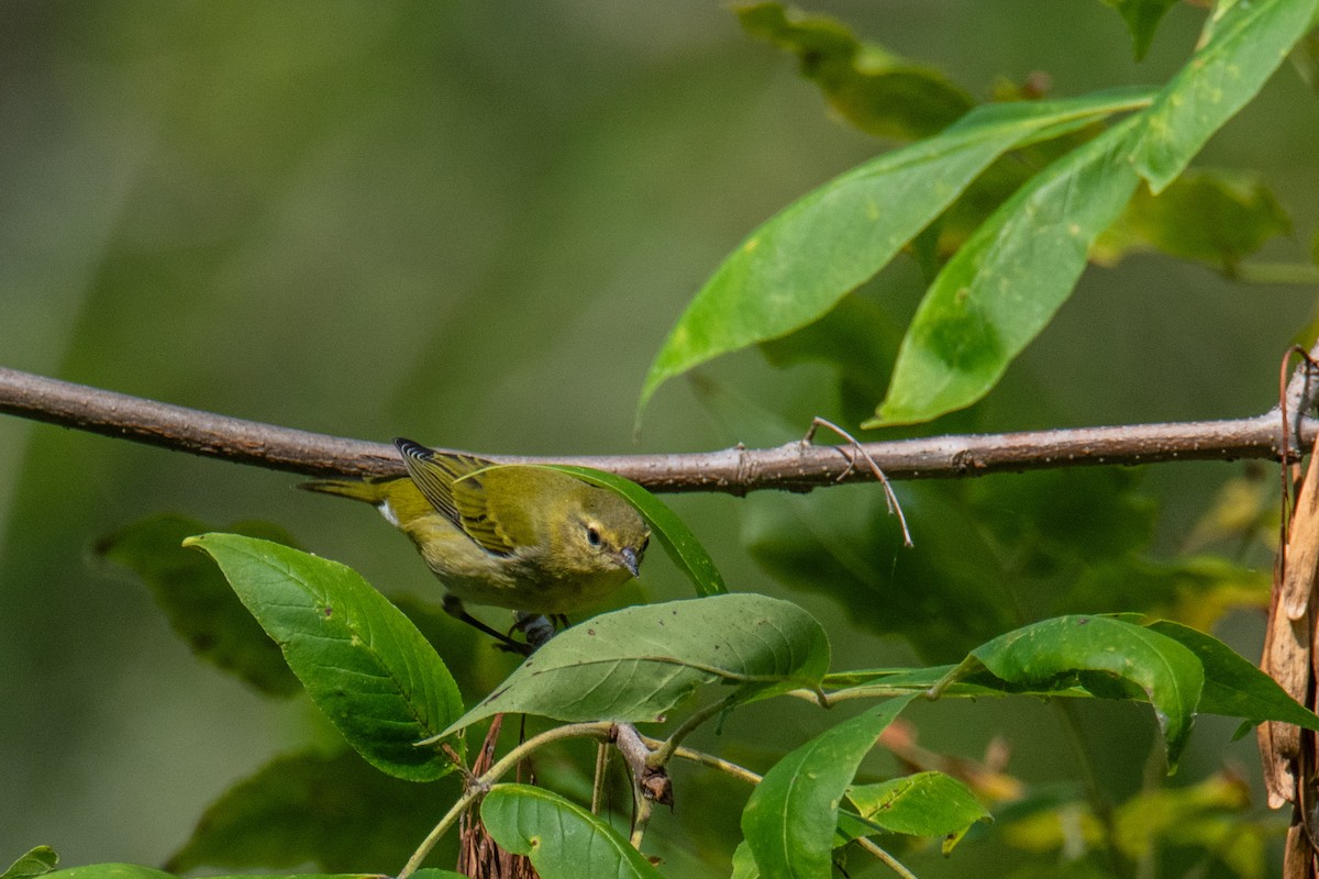 Tennessee Warbler - ML641918115