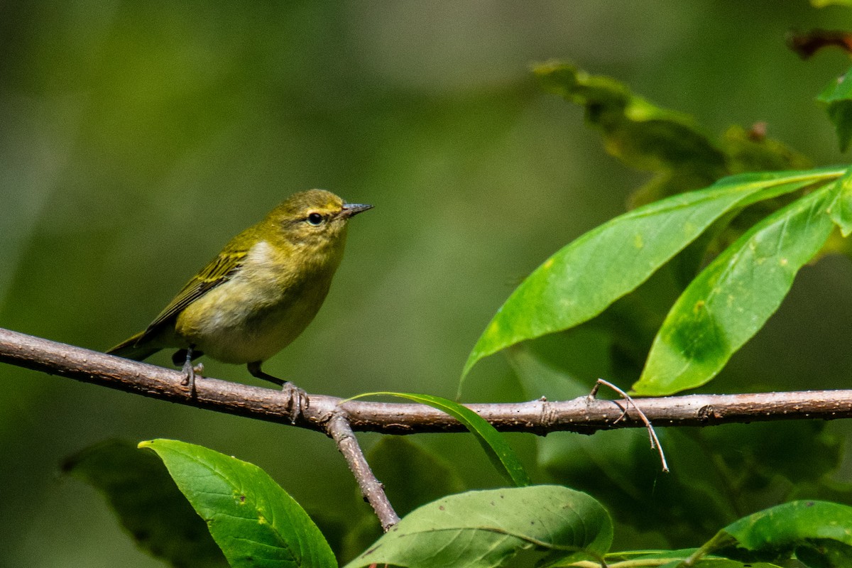 Tennessee Warbler - ML641918116