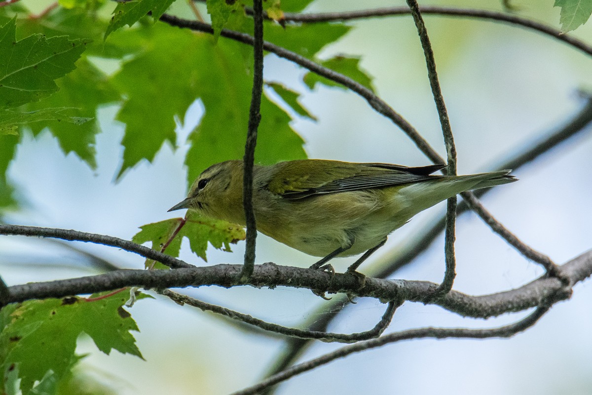 Tennessee Warbler - ML641918117