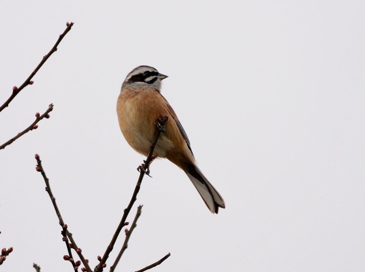 Meadow Bunting - ML641918143