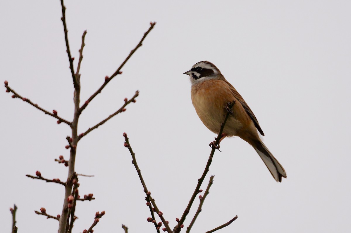 Meadow Bunting - ML641918144