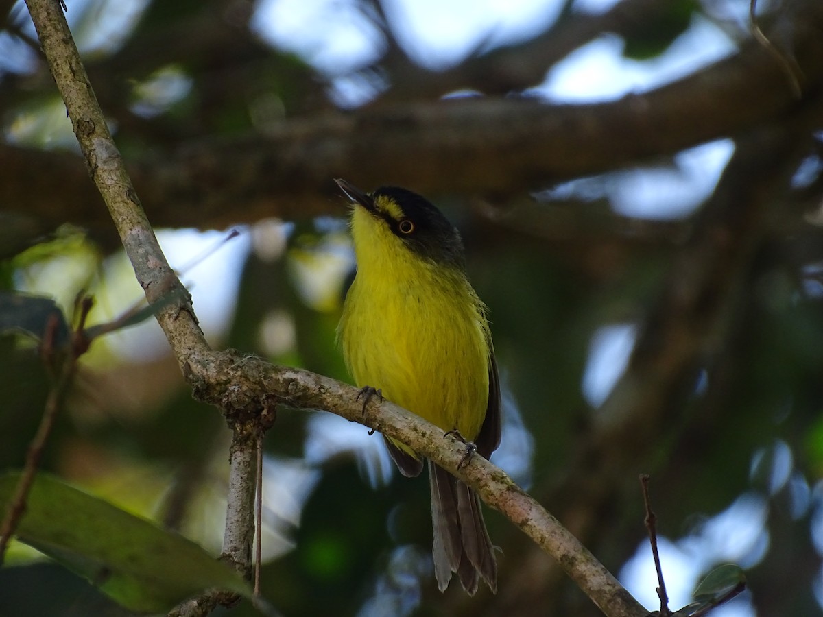 Gray-headed Tody-Flycatcher - ML641918145