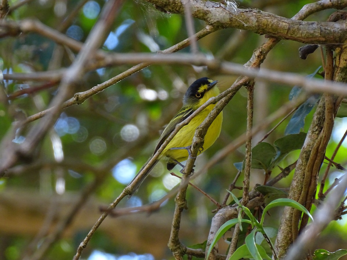 Gray-headed Tody-Flycatcher - ML641918146
