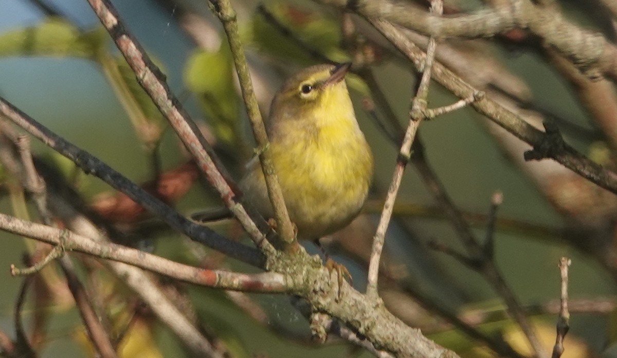 Pine Warbler - ML641918166