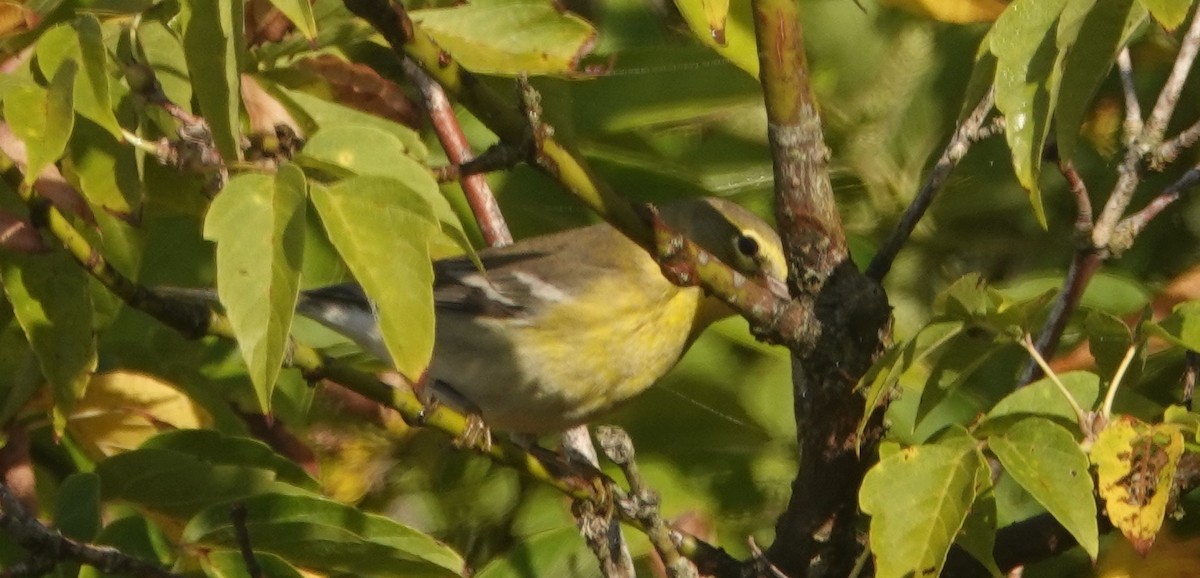 Pine Warbler - ML641918167