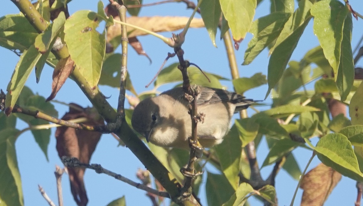 Pine Warbler - ML641918168