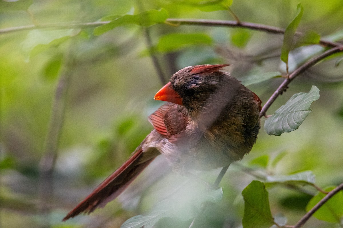 Northern Cardinal - ML641918171