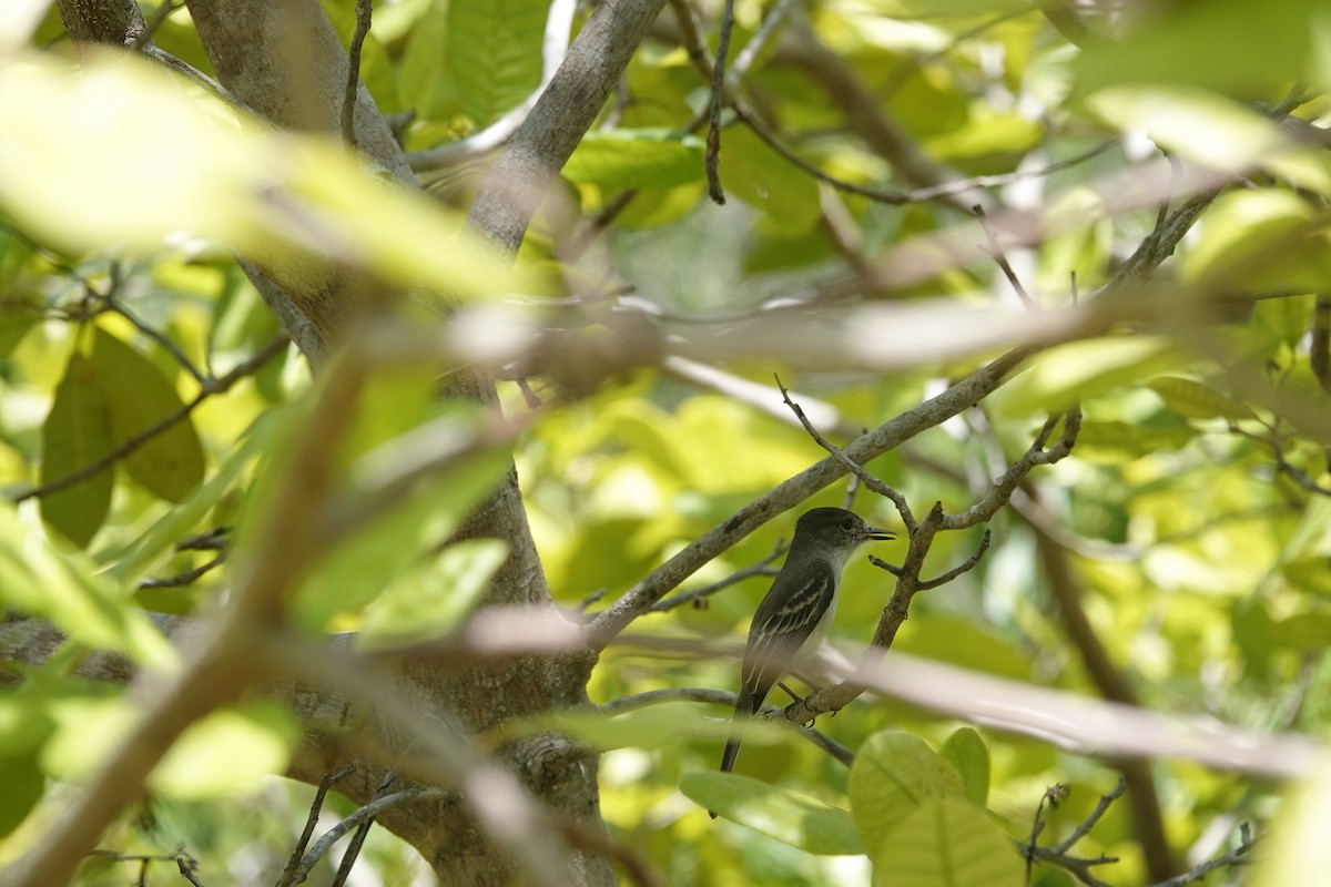 La Sagra's Flycatcher - ML641918176