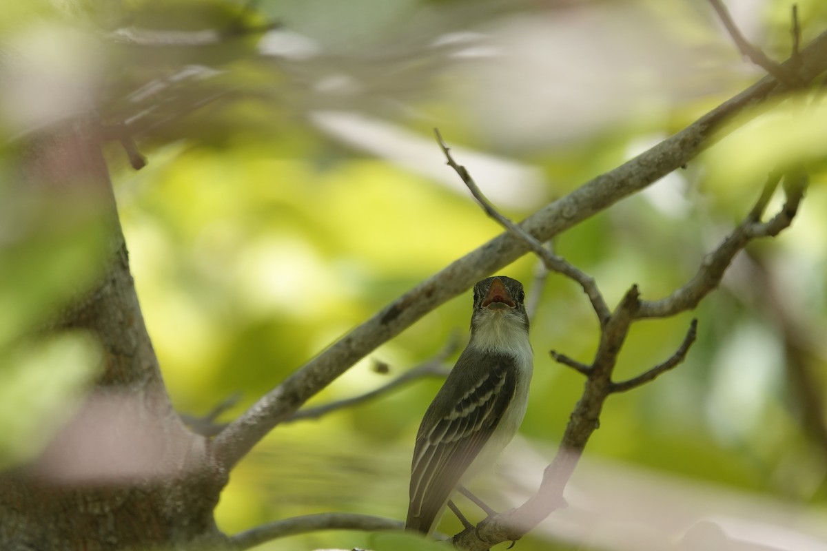 La Sagra's Flycatcher - ML641918184